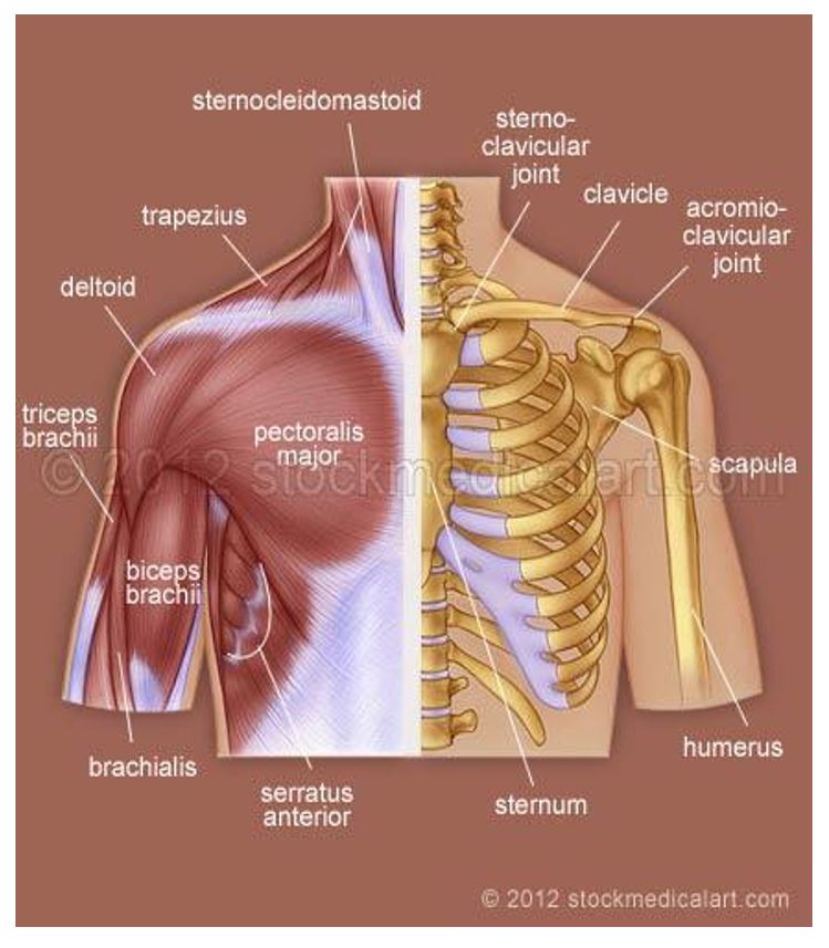 Sameer Singh Shoulder Fractures 